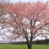 【日帰り】日高の桜スポットを一日で巡るドライブ｜二十間道路・浦河・様似ダム
