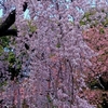 上野恩賜公園で桜を観賞、癒しのひと時でした。