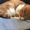 我が家のペット　17歳のご長寿猫🐈