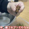 【閲覧注意】ゴキブリを食べてみる