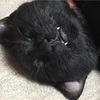 賢い黒猫。