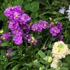 紫と白の八重咲き