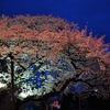 夜桜。