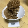 子犬育て　～社会化トレーニングを！！！～