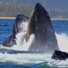じじぃの「カオス・地球_452_哺乳類の興隆史・第7章・クジラの進化」