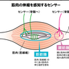 膝下を叩くとなぜ膝は勝手に伸びるのか？