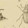 偽論文？！Fake amber?! †Paleognathus succini Waga, 1883の件についての検証