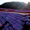 周南市の芝桜