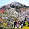 【写真修復・復元・複製の専門店】福島市　花見山公園　福島県