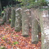 神社の椎茸