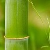  竹を切る