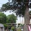 神奈川県足柄上郡松田町　　寄（やどりき）神社の大杉