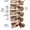 腰椎