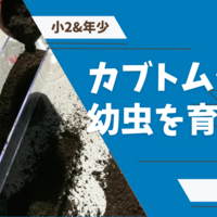 【ダイソー】昆虫飼育ケースでカブトブシの幼虫を育て始める