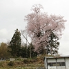 【大子町】芦野倉の桜・・