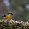Blue-winged Mountain Tanager アオバネヤマフウキンチョウ