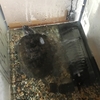 4-29   愛すべき生き物たち〜カメ、2019年も無事にお目覚め〜