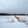 2023/01/25 水曜日　積雪5cm