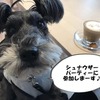 カフェむすびさんで行われる「シュナウザーパーティー」に参加しまーす♪♪