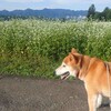 おひょう！　柴犬館長にも理解不能！