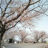 成田さくらの山公園