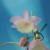 Dendrobium aphyllum (Variegata)  