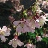 お休みと早咲きの桜