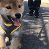 Day43.少し足を伸ばして散歩をしてきました！【柴犬もちさん】