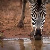 Oxpecker