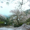 満開の桜&#10161;花散らしの雨&#10161;&#10048;桜吹雪～&#10048;