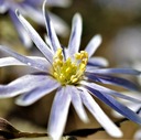 野の花観察日記