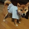 リメイク犬服（一応）完成