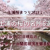 2023年は急いでお花見！土浦の桜スポット6選～現在の開花状況と満開・見ごろ時期は？～