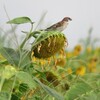 丹生湖の野鳥