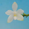 Phalaenopsis tetraspis  f.alba