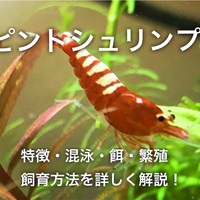 水槽飼育可能なシュリンプの種類 難易度や飼育方法も詳しく紹介 たなごgo
