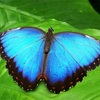 世界一美しい蝶