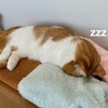愛猫のエコバッグ作りと、1月に入って2回目の嘔吐。