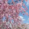 兼六園の桜！満開の時期と入場料・駐車場・時間・混雑・見どころ(噴水・桜の木)の詳細！