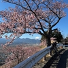 松田山の河津桜〜曽我丘陵の梅林　激坂のお花見ライド