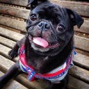 黒パグ「るー」との日記 ： Pug Diary
