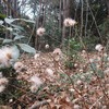 【多峯主山】冬の里山を楽しむ