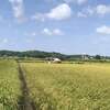 村の稲刈りスタート、そして我が家は...