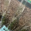 祝、初発芽。