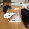 お魚ご対面に飽きた犬たち