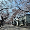 桜川の桜