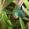 縁起がいい？コガネムシ？？