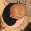 図形的に美しいカタチで眠る