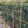 実家庭　フロレンティーナに柵を作ってやる
