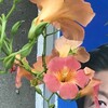 凌霄花